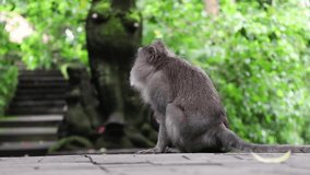 Back View clip of sharp focus on adult Macaque monkey carrying its baby with blurry background in Monkey Forest Ubud Bali in Indonesia