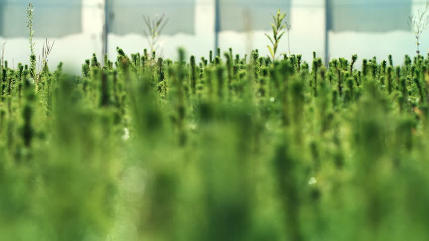 Planting young pine seedlings for forest reproduction. Cultivation of pine trees from seedlings. Replenishment of deforested forests with young trees. Growing pines from seeds