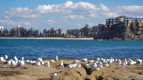 4k Video -Seagulls fly away from the rocks and come back, on a beautiful sunny day with calm waves, at Freshwater Beach on the Northern Shore in Sydney, Australia.