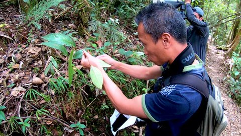Kundasan, Sabah, Malaysia-April 21, 2019: Footage of behind the scene of two nature Macro Nature Photographer Taking Macro Photography on deep jungle at Kundasang, Sabah, Borneo