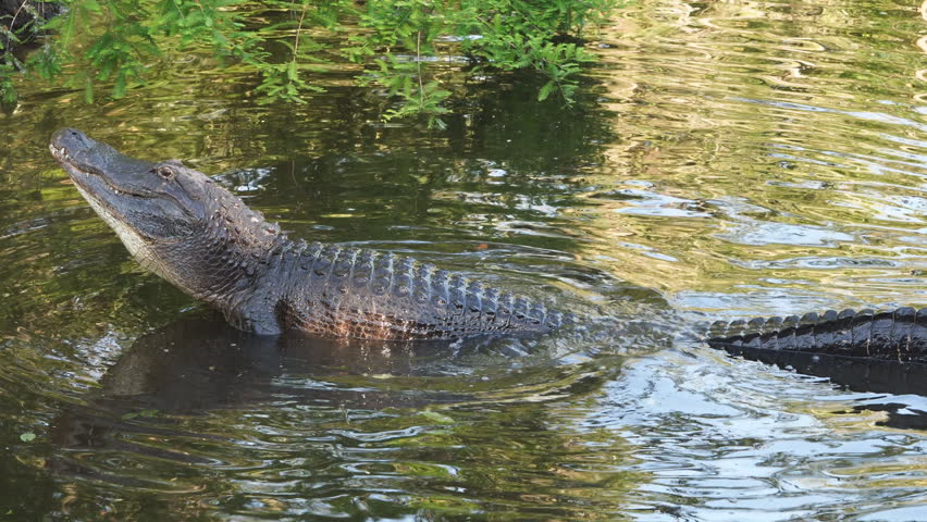 Large bull American Alligator (Alligator Mississippiensis)  in southern swamp displaying breeding ritual when he is attacked by second large male gator competing for the same territory.