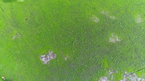 Aerial Video of Savanna in Sumba Island