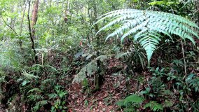 Super View angle footage of  Hiking at a leisurely pace among the trunks and branches of young trees along a trail in a tropical nature rainforest at Sabah, Borneo. 