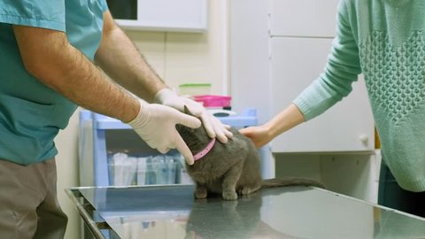 a veterinarian does a gray cat inspection of the Russian Blue cat with a pink collar, checks the ears, eyes, teeth