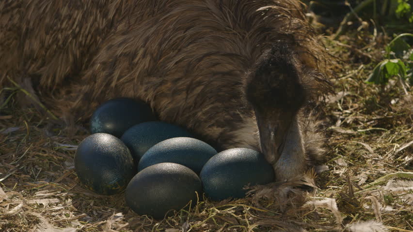 A medium shot of an emu sitting with it's eggs on the ground. Royalty-Free Stock Footage #1028713319