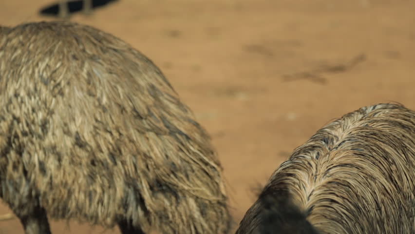 A medium shot of a mob, but focused predominantly on one smaller emu. 