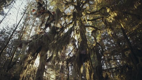 Ancient cedar tree covered by moss, Cathedral Grove park on Vancouver Island, Wide shot