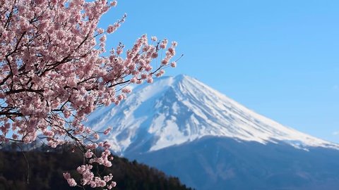Mount Fuji and cherry blossoms which are viewed from lake Kawaguchiko, Yamanashi, Japan