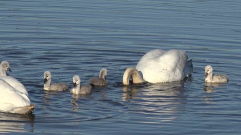 swan family swimming in the lake and search feed