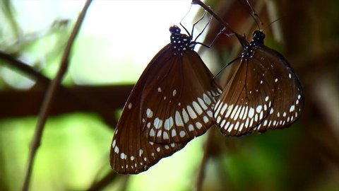 East Godavari, Andhra Pradesh / India - 10 28 2018: Butterfly love affection