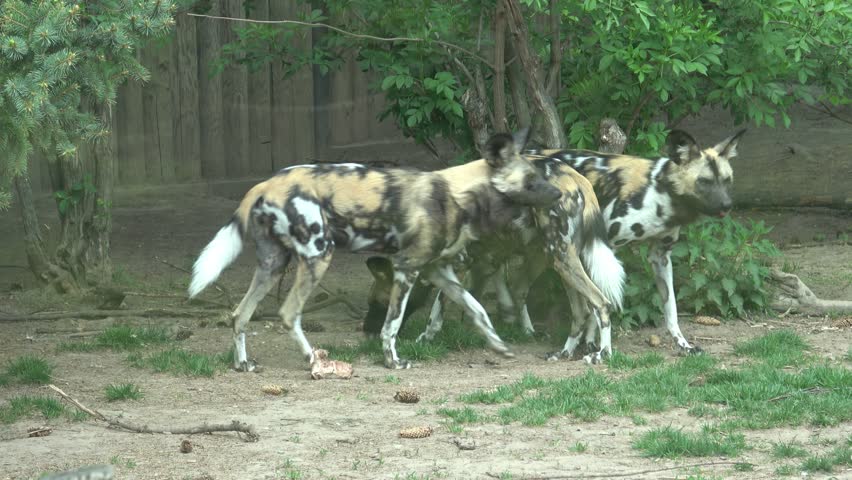 The African wild dog (Lycaon pictus)