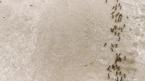 Group of Black Ants walking on the comcrete floor , Insect Background with copy space 4k Footage Video Clip