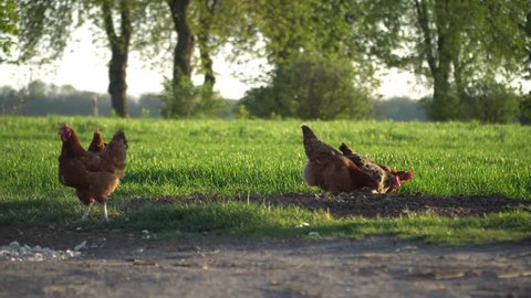 Chicken farm from free range. Healthy hens strolling on green grass in a beautiful light. Organic and free range layers. Agricultural landscape with chickens in the foreground.