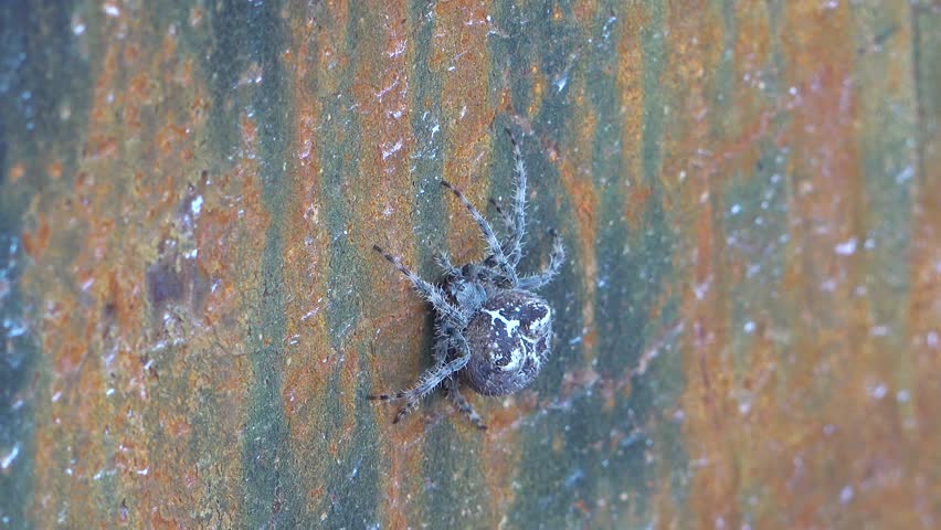 A fat spider on metal