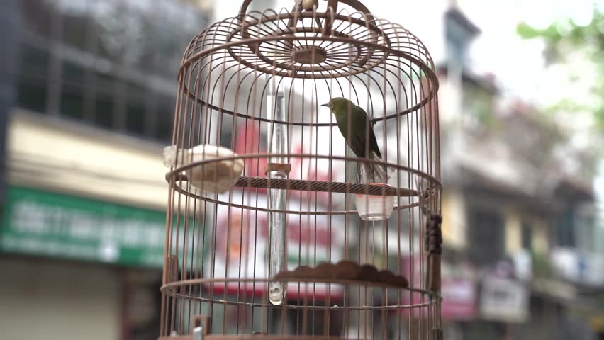 Small bird in a wooden cage in the streets of Hanoi, Vietnam