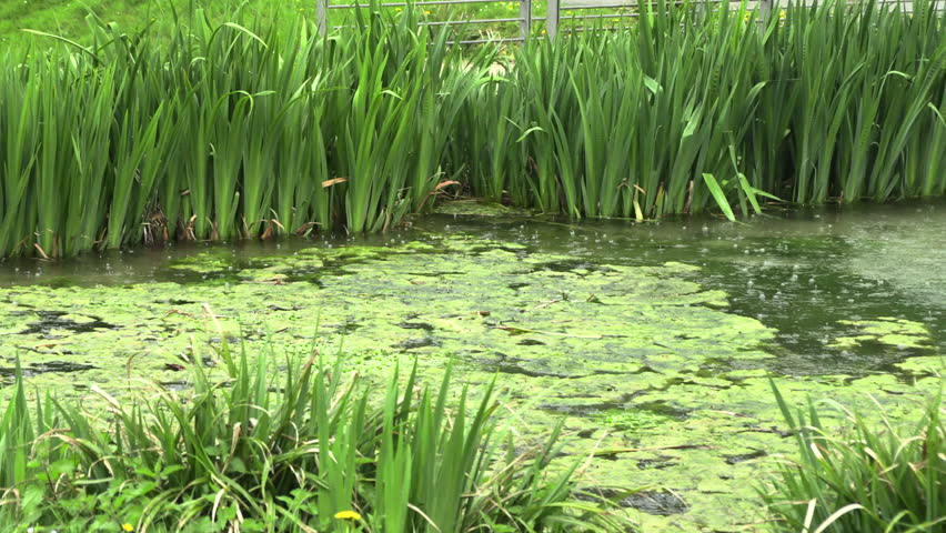 Rain on the lake in the park