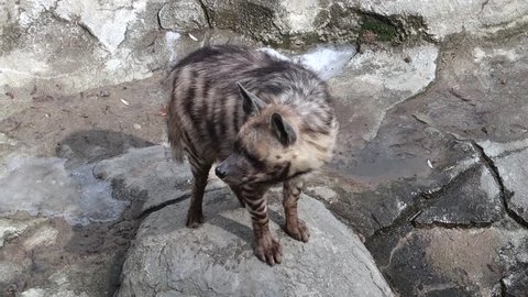 striped hyena is sniffing the air, looking around and into the camera, slow motion, close-up