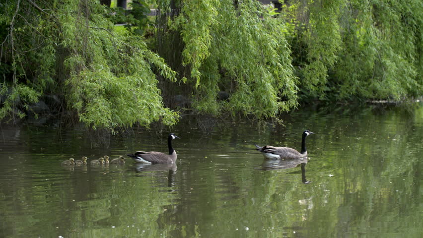 Canada Geese and Goslings Swimming 4K UHD. Canada Geese protecting goslings while swimming in a pond. 4K. UHD.
