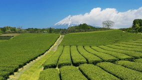 Green tea plantations and fuji mountain in Shizuoka, Japan.