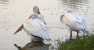 This is a video of several Pelicans resting during winter migration. This was shot in north Texas.