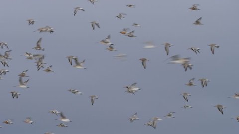 Slow motion flock of Knots and Godwits birds flying in formation across a wetland in New Zealand near Miranda