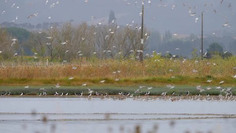 Slow motion flock of Godwit birds flying in formation landing on wetland in New Zealand near Miranda