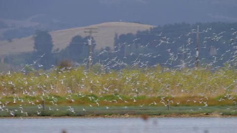 Slow motion flock of Wrybill birds flying in formation across a wetland in New Zealand near Miranda