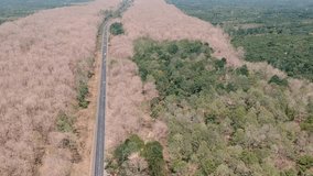 The aerial view of the deciduous forests. Drone footage.