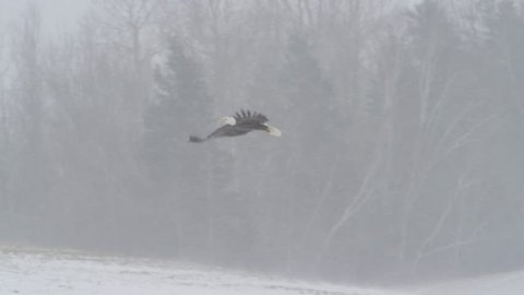 bald eagle flying in winter storm