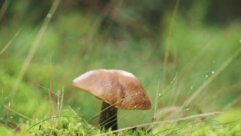 Closeup view of edible forest mushroom brown cap boletus growing in summer forest among green moss. Close up mushroom in forest with nature green background. Edible mushroom in wood