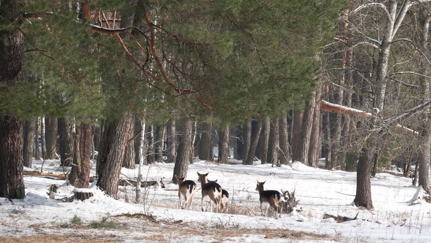 Deer run and hide in the thickets of the forest in winter.