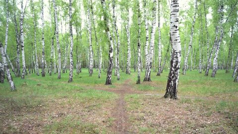 Beautiful landscape with white birches. Birch grove. Beautiful panorama.