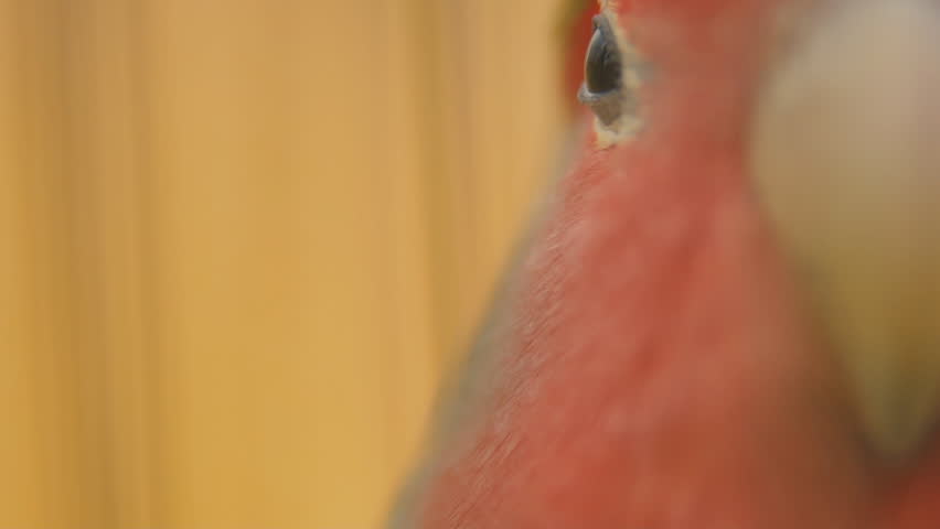 parrot head from very close range