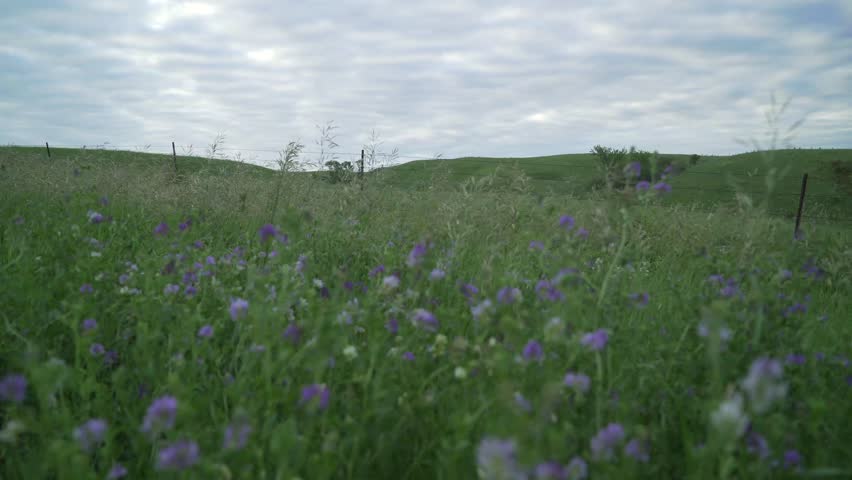 A field of rolling green grass and purple flowers.  A barbwire fence in the distance.  Cloudy sky, dim after light and purple flowers blowing in the wind in the foreground.