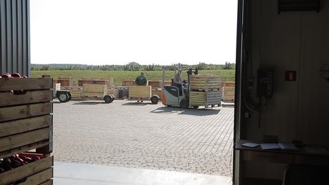 VINNITSA, UKRAINE - MAY 2018: Apple crates carrying with forklift. Employee on the electric forklift carry the container wiht ripe apples to inside