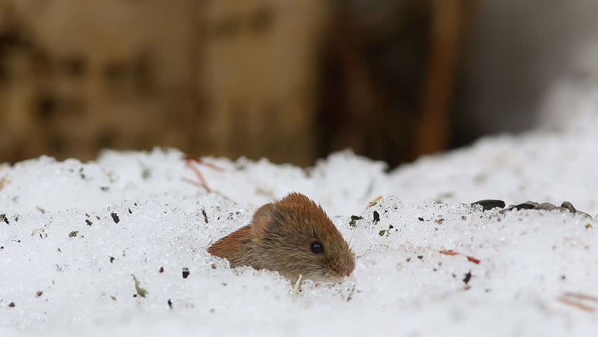 Common Vole Microtus Arvalis Is Stock Footage Video 100 Royalty Free 1028778230 Shutterstock