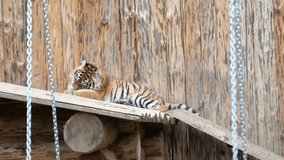 Tiger in the zoo, the tiger is locked in a cage, causing it to feel tortured, 4k video