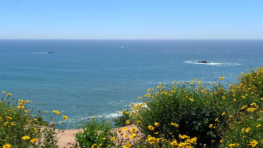 4k 60p, Yellow wild flowers blow gentle in the breeze perched on a a cliff overlooking the ocean on a summer day.