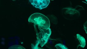 Low key jellyfish sea saltwater tank aquarium ocean life 4k video nature 