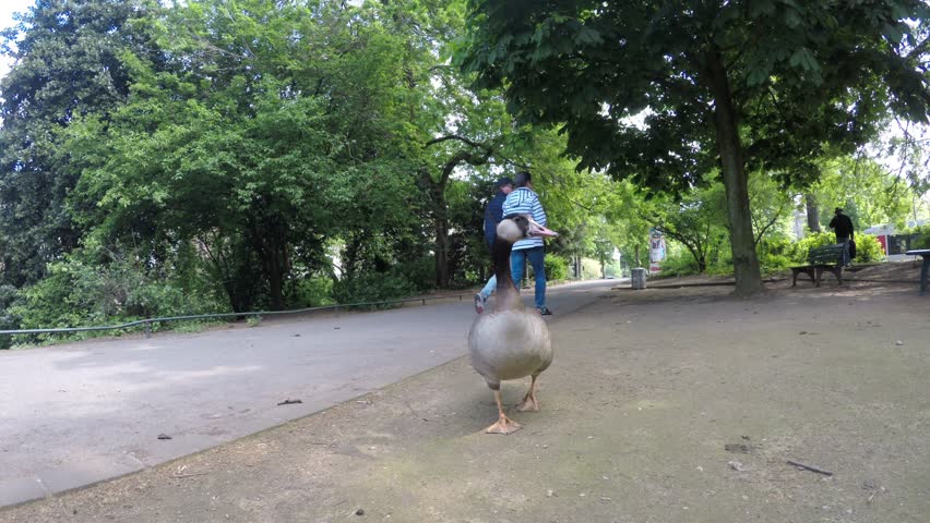 Goose comes close to a camera without any fear