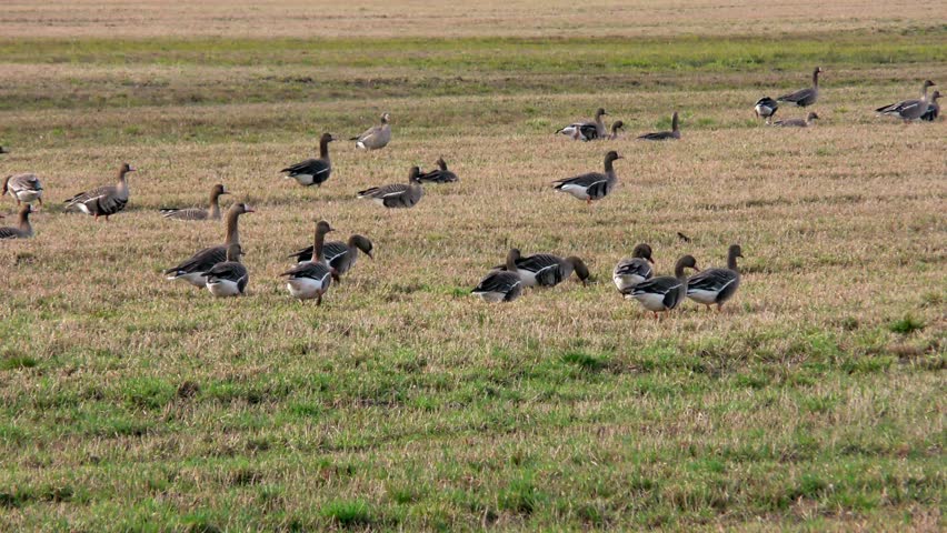 Wild gray geese takes off from the field. Wildlife birds goose in their natural habitat. 
