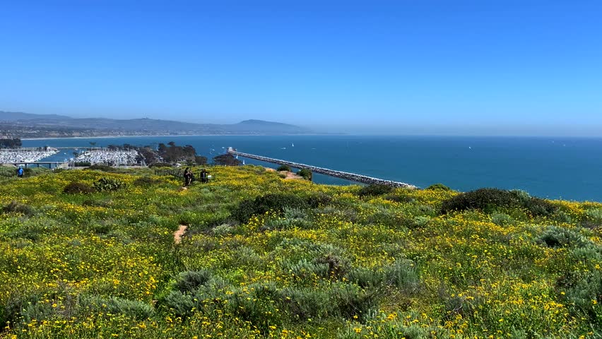 4k 60p, Yellow wild flowers wave gently in the breeze, overlook Dana Point Harbor in California, USA.
