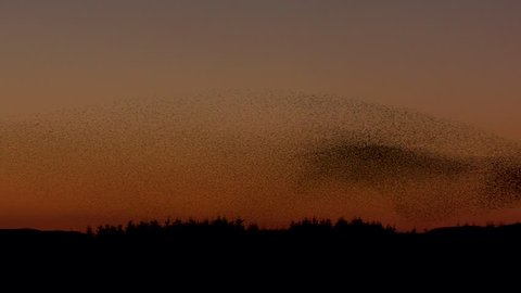 A massive murmuration of starlings against the evening sky. The birds have been spooked by a Sparrowhawk, this causes an amazinging ripple to appear in the Starling flock. Slow motion version.