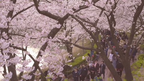 KOREA SEOUL 23 March 2019 : Footage Cherry blossom at spring season Seoul,Korea.

