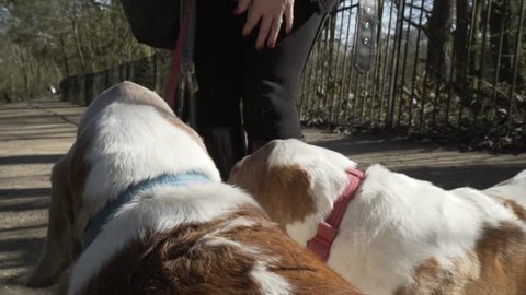 2 Bassett Hounds walking wagging their tails in slow motion with their caucasian owner in a park