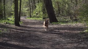 Hovawart dog running in the forest. Slow motion clip.