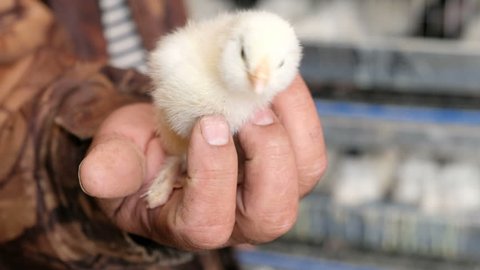 Man holding little chick in his hand, home farm concept Stock Video