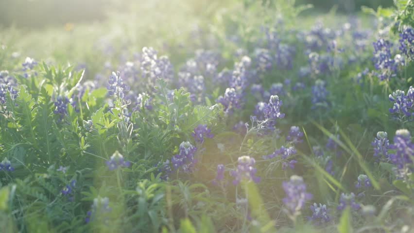 Bluebonnets in an open field located on the outskirts of Austin, Texas