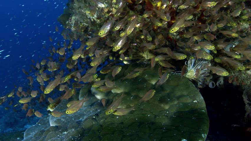 A school of Golden sweepers (Parapriacanthus ransonneti) swims among colorful corals , Indonesia, slow motion, SUPER SLOW MOTION
 Royalty-Free Stock Footage #1028803412