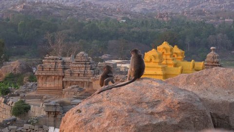 Hampi Karnataka India march 19 2019: View of a monkey Rhesus macaque.
